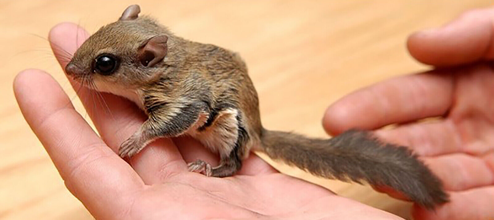 Florida officials say several people charged in flying squirrel trafficking operation